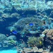 ヒメ日記 2025/06/06 08:54 投稿 らっきぃ 熟女の風俗最終章 仙台店