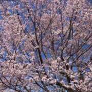 ヒメ日記 2026/03/26 12:02 投稿 心響【ここね】 輝女