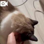 ヒメ日記 2025/08/14 09:53 投稿 チハル MEGA PALACE(メガパレス）