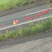 ヒメ日記 2025/05/11 13:04 投稿 琴美 出会い系人妻ネットワーク札幌駅～大通り・すすきの編