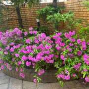 ヒメ日記 2025/05/21 13:18 投稿 琴美 出会い系人妻ネットワーク札幌駅～大通り・すすきの編