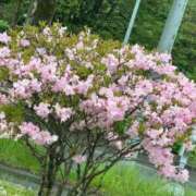 ヒメ日記 2025/05/26 13:45 投稿 琴美 出会い系人妻ネットワーク札幌駅～大通り・すすきの編