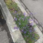 ヒメ日記 2025/06/27 14:49 投稿 琴美 出会い系人妻ネットワーク札幌駅～大通り・すすきの編