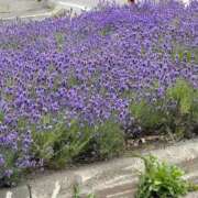 ヒメ日記 2025/07/03 13:09 投稿 琴美 出会い系人妻ネットワーク札幌駅～大通り・すすきの編