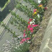 ヒメ日記 2025/07/11 13:12 投稿 琴美 出会い系人妻ネットワーク札幌駅～大通り・すすきの編