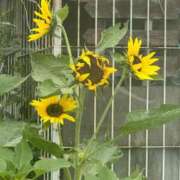 ヒメ日記 2025/07/27 13:06 投稿 琴美 出会い系人妻ネットワーク札幌駅～大通り・すすきの編