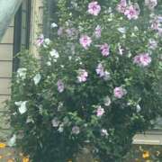 ヒメ日記 2025/08/24 13:09 投稿 琴美 出会い系人妻ネットワーク札幌駅～大通り・すすきの編