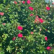 ヒメ日記 2025/08/25 13:06 投稿 琴美 出会い系人妻ネットワーク札幌駅～大通り・すすきの編