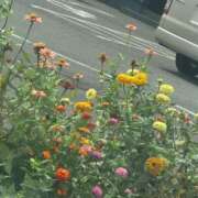 ヒメ日記 2025/08/31 16:12 投稿 琴美 出会い系人妻ネットワーク札幌駅～大通り・すすきの編