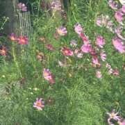 ヒメ日記 2025/09/07 13:12 投稿 琴美 出会い系人妻ネットワーク札幌駅～大通り・すすきの編