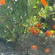 ヒメ日記 2025/09/08 13:09 投稿 琴美 出会い系人妻ネットワーク札幌駅～大通り・すすきの編