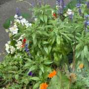 ヒメ日記 2025/09/09 13:06 投稿 琴美 出会い系人妻ネットワーク札幌駅～大通り・すすきの編