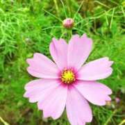 ヒメ日記 2025/09/15 13:15 投稿 琴美 出会い系人妻ネットワーク札幌駅～大通り・すすきの編