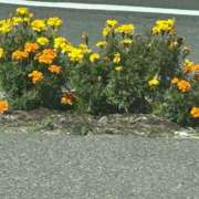 ヒメ日記 2025/09/17 13:09 投稿 琴美 出会い系人妻ネットワーク札幌駅～大通り・すすきの編