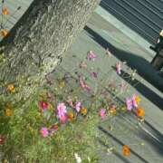 ヒメ日記 2025/09/18 16:24 投稿 琴美 出会い系人妻ネットワーク札幌駅～大通り・すすきの編