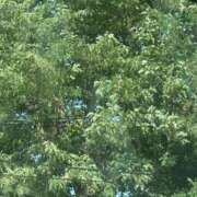 ヒメ日記 2025/09/20 13:12 投稿 琴美 出会い系人妻ネットワーク札幌駅～大通り・すすきの編