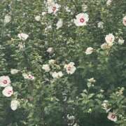 ヒメ日記 2025/09/29 13:27 投稿 琴美 出会い系人妻ネットワーク札幌駅～大通り・すすきの編