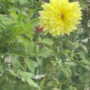 ヒメ日記 2025/10/01 13:09 投稿 琴美 出会い系人妻ネットワーク札幌駅～大通り・すすきの編