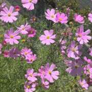 ヒメ日記 2025/10/05 13:24 投稿 琴美 出会い系人妻ネットワーク札幌駅～大通り・すすきの編