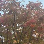 ヒメ日記 2025/10/17 13:15 投稿 琴美 出会い系人妻ネットワーク札幌駅～大通り・すすきの編