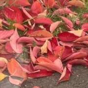 ヒメ日記 2025/10/21 13:18 投稿 琴美 出会い系人妻ネットワーク札幌駅～大通り・すすきの編