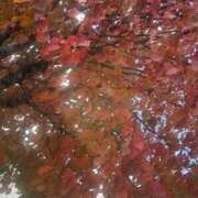 ヒメ日記 2025/10/22 13:04 投稿 琴美 出会い系人妻ネットワーク札幌駅～大通り・すすきの編