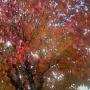 ヒメ日記 2025/11/01 13:04 投稿 琴美 出会い系人妻ネットワーク札幌駅～大通り・すすきの編