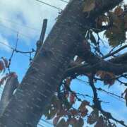 ヒメ日記 2025/11/02 13:03 投稿 琴美 出会い系人妻ネットワーク札幌駅～大通り・すすきの編