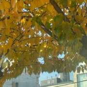 ヒメ日記 2025/11/08 13:03 投稿 琴美 出会い系人妻ネットワーク札幌駅～大通り・すすきの編