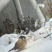 ヒメ日記 2025/11/08 16:19 投稿 琴美 出会い系人妻ネットワーク札幌駅～大通り・すすきの編