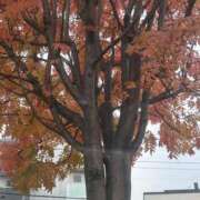 ヒメ日記 2025/11/09 13:03 投稿 琴美 出会い系人妻ネットワーク札幌駅～大通り・すすきの編