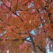 ヒメ日記 2025/11/13 13:04 投稿 琴美 出会い系人妻ネットワーク札幌駅～大通り・すすきの編