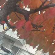 ヒメ日記 2025/11/18 10:03 投稿 琴美 出会い系人妻ネットワーク札幌駅～大通り・すすきの編