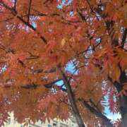 ヒメ日記 2025/11/21 10:19 投稿 琴美 出会い系人妻ネットワーク札幌駅～大通り・すすきの編