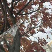 ヒメ日記 2025/11/29 10:20 投稿 琴美 出会い系人妻ネットワーク札幌駅～大通り・すすきの編