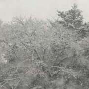 ヒメ日記 2025/12/11 10:19 投稿 琴美 出会い系人妻ネットワーク札幌駅～大通り・すすきの編