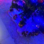 ヒメ日記 2025/12/17 10:19 投稿 琴美 出会い系人妻ネットワーク札幌駅～大通り・すすきの編