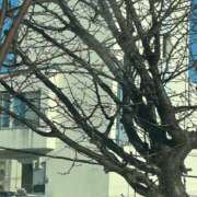 ヒメ日記 2025/12/19 10:34 投稿 琴美 出会い系人妻ネットワーク札幌駅～大通り・すすきの編