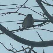 ヒメ日記 2026/01/03 18:48 投稿 琴美 出会い系人妻ネットワーク札幌駅～大通り・すすきの編