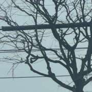 ヒメ日記 2026/01/16 10:09 投稿 琴美 出会い系人妻ネットワーク札幌駅～大通り・すすきの編