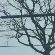 ヒメ日記 2026/01/19 10:19 投稿 琴美 出会い系人妻ネットワーク札幌駅～大通り・すすきの編