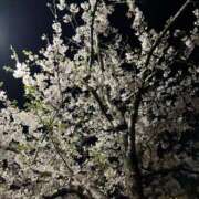 ヒメ日記 2026/04/04 15:15 投稿 みく JAPAN CLUB BUNNY LOUNGE