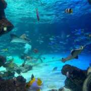 ヒメ日記 2025/11/26 21:47 投稿 高橋あゆ Finemotion