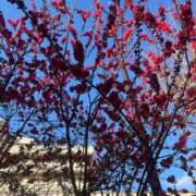 ヒメ日記 2026/03/13 20:05 投稿 高橋あゆ Finemotion