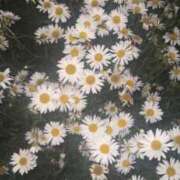 ヒメ日記 2025/06/01 11:55 投稿 白石ひめか DEEPS成田店