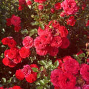 ヒメ日記 2025/06/01 23:25 投稿 白石ひめか DEEPS成田店