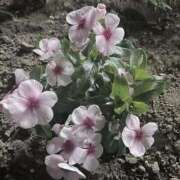 ヒメ日記 2025/07/08 01:35 投稿 白石ひめか DEEPS成田店