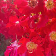 ヒメ日記 2025/07/25 15:05 投稿 白石ひめか DEEPS成田店