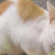 ヒメ日記 2025/10/06 12:55 投稿 白石ひめか DEEPS成田店