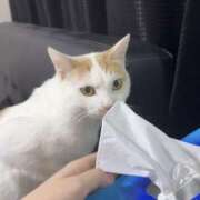 ヒメ日記 2025/11/18 13:15 投稿 白石ひめか DEEPS成田店